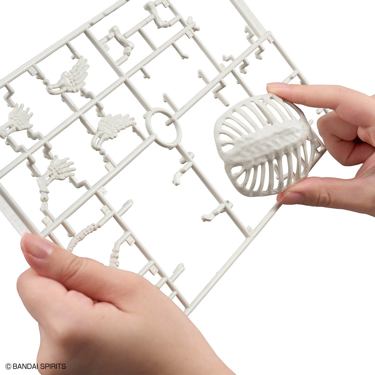 Plannosaurus Archelon Model Kit