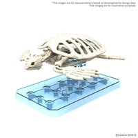 Plannosaurus Archelon Model Kit