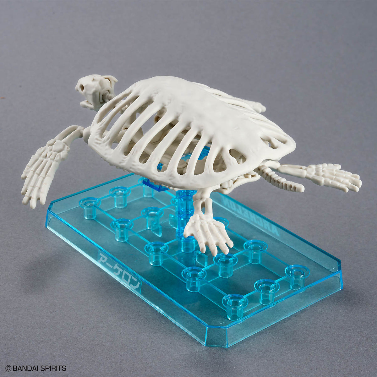 Plannosaurus Archelon Model Kit