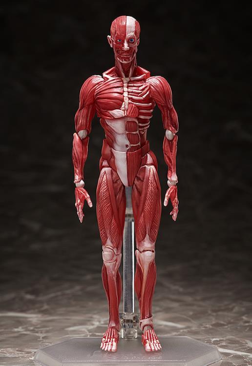 figma SP-142 Human Anatomical Model