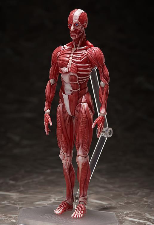figma SP-142 Human Anatomical Model