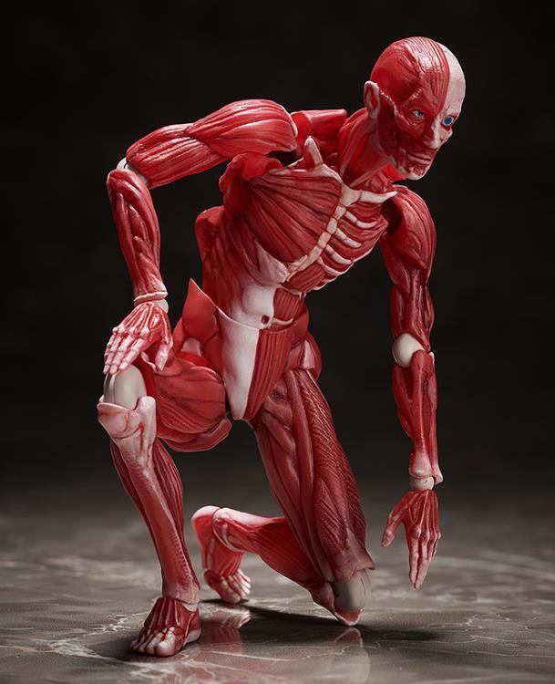 figma SP-142 Human Anatomical Model