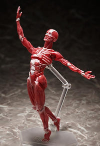 figma SP-142 Human Anatomical Model