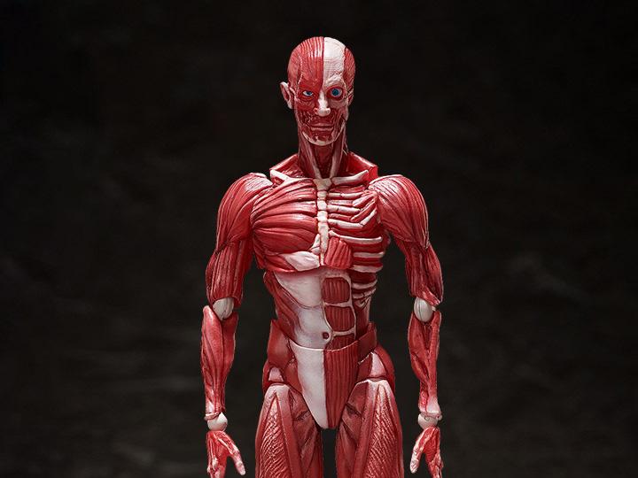 figma SP-142 Human Anatomical Model