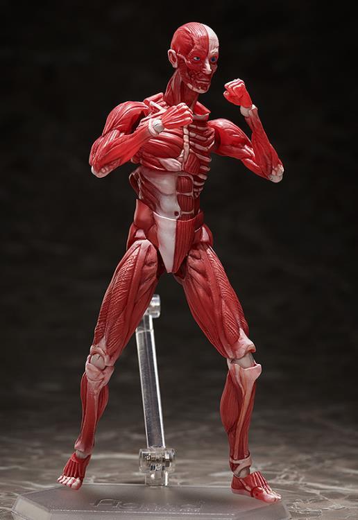 figma SP-142 Human Anatomical Model