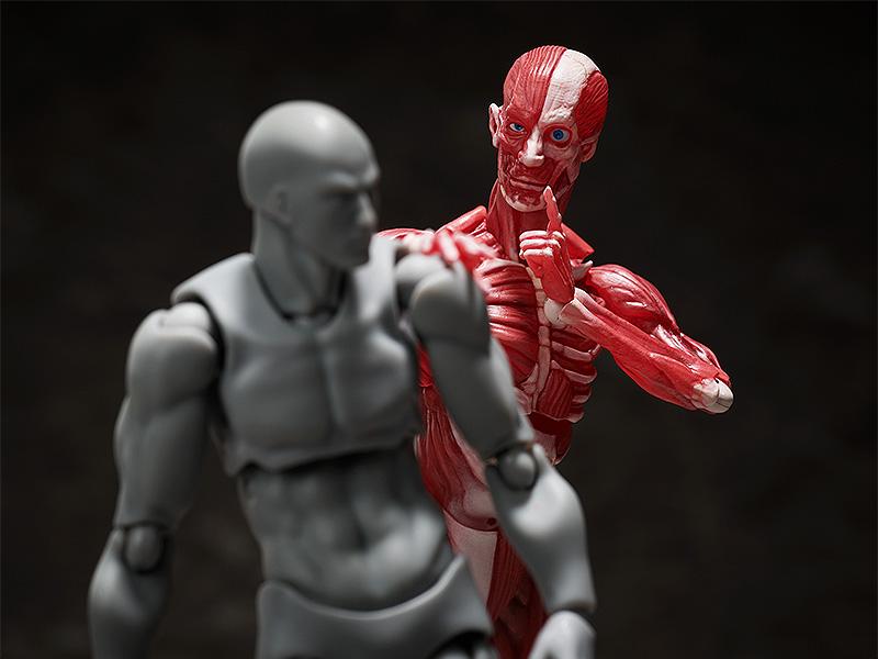 figma SP-142 Human Anatomical Model