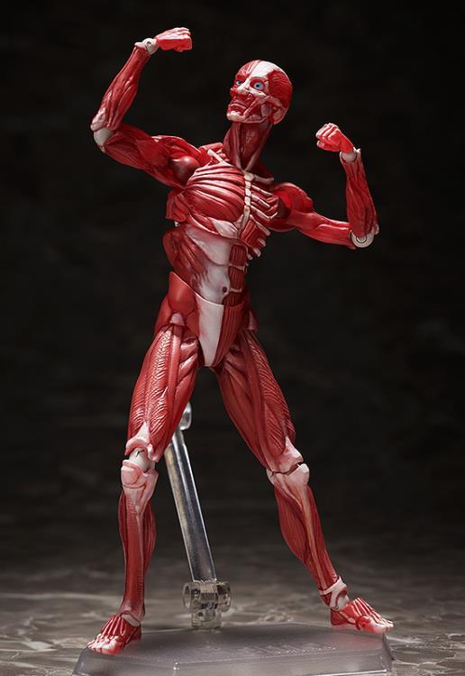 figma SP-142 Human Anatomical Model