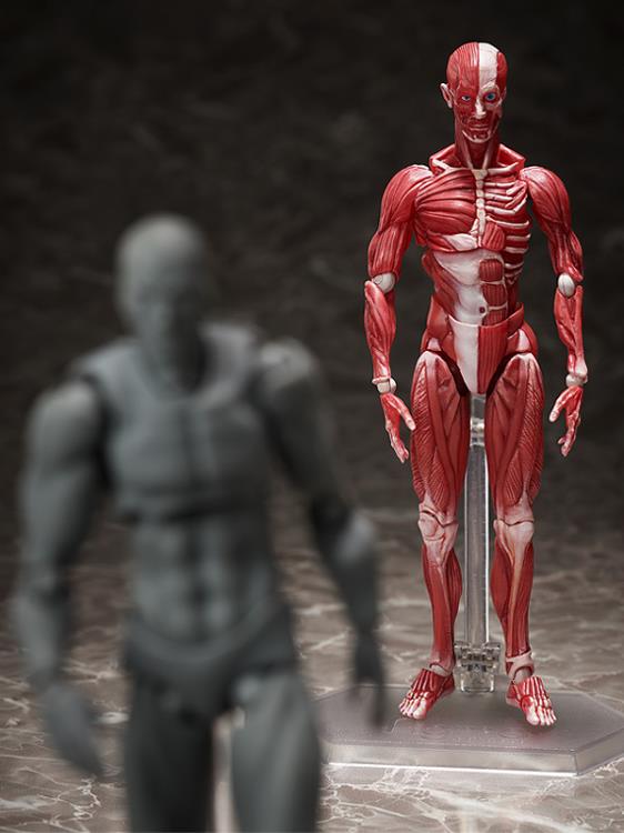 figma SP-142 Human Anatomical Model