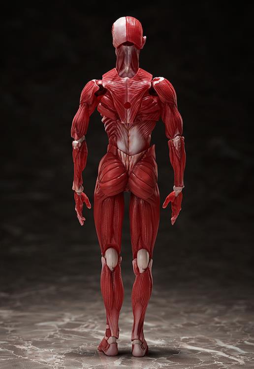 figma SP-142 Human Anatomical Model